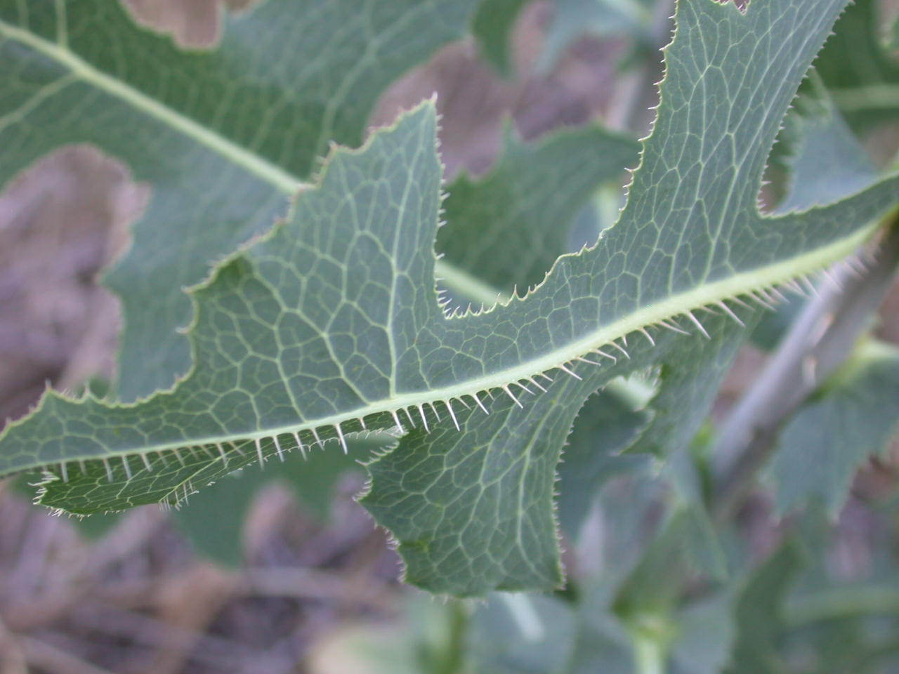 Lactuca sativa subsp. serriola / Lattuga selvatica